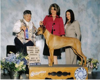 Sparta wins her 3rd major!! She was Best of Winners & Best Opposite : ) Thank you to Mary Lynne Elliott and Susan Ralston for showing Sparta and thank you to judge Miss.Ann Schwartz! Sparta now has 11 points.
