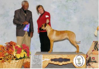 Akc/Int'l CH.Kkr Foxtrot Finesse CGC, TDI aka Foxey(Gane x Mink). Now this girl was born balanced and has stayed that way. She went Best of Winners at the tender at of 6mo. for a 5pt. major!!!! Update....Foxey earns her Akc Championship on 10-29-06!!! She finished with back to back majors!
