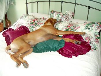 Nixon (Gane x Docie) doing what these hounds do best...taking over the bed : )
