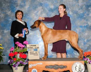 Kion winning under breeder judge Pam Lambie
