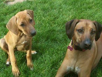 Daisy girl(on the left) -loved by the Drury family.

