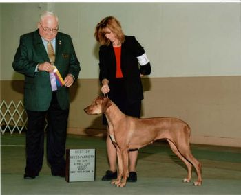 Int'l Ch.Kkr Aiko(Gane x Mink). Aiko now has 12 points towards her AKC championship.
