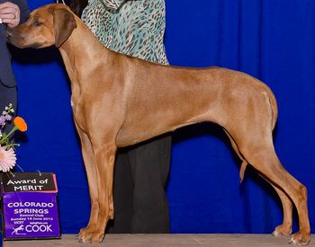 Selous(Sparta x Gane) - GRCH CH. Regiment's Crossing the Rubicon. DOB - 6/14/10 Owned by Cammay Jones. Selous is my first homebred champion!! Selous finished from the bred-by class, winning multiple bred-by hound groups & even went Bred-By Best In Show!! I've never been so proud. She also was a finialist for the Best Ridge at the 2011 RR Specialty in South Dakota under breeder judge Mike Patterson. Selous now has two majors towards her Grand Champion & has been given an Award of Merit at a RRCUS supported show. Love her!!
