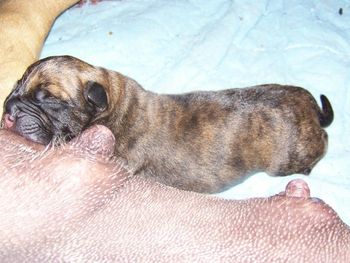 Another brindle boy called Topaz
