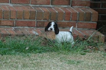 Daisy(Tao x Jingles) playing in yard.
