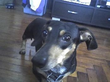 Jasper ~ My triv bud Lindsay's doggie.
