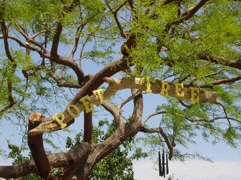 Sunny Sands Poet Tree
