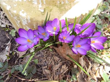 Crocuses at the foot of planter.
