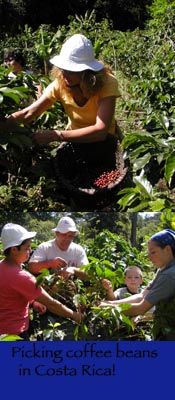Picking Coffee in Monteverde Costa Rica
