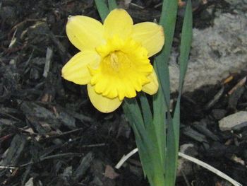 First daffodil of spring.
