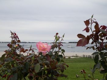 The memorial is surrounded by roses

