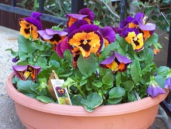Our beautiful spring pansies!
