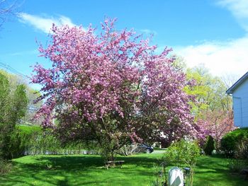 Spring sky/crabapple tree

