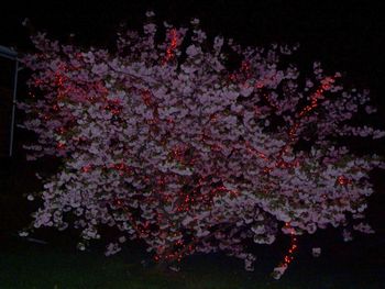 Cherry tree with Christmas lights
