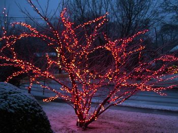 Our red tree at first snowfall
