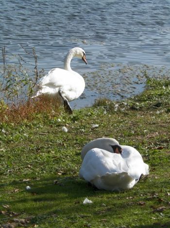 Swan couple: one's on the move, the other is asleep
