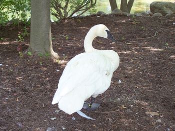 Mr. Swan poses for me (feather for your thoughts?)
