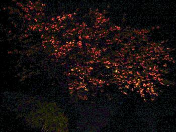 Cherry tree at night (no flash)
