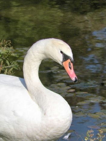 Is it a swan or a prince/princess in disguise? Looks wise.
