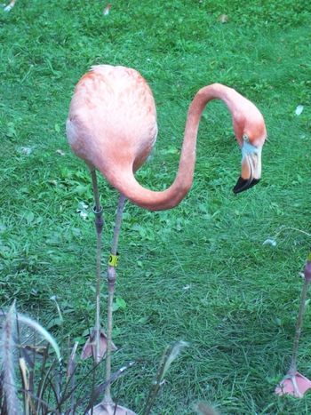 Alien Flamingo
