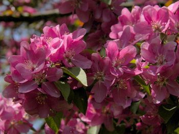 Crabapple tree blossoms up close
