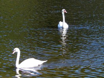 Graceful swans on sparkling water
