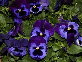 More sweet pansy faces
