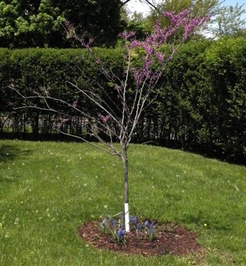 Sweet young red bud tree
