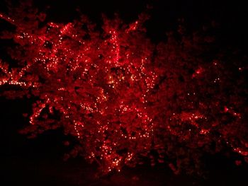 Cherry tree with lights (2)
