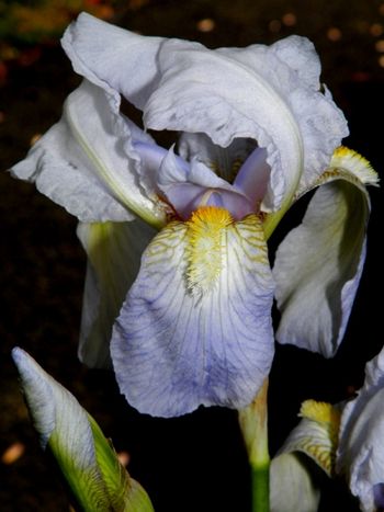 Iris extraordinaire!
