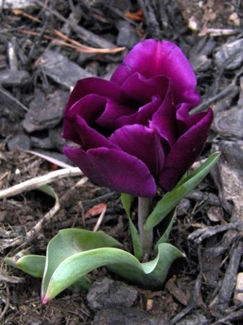 More deep purple tulip.
