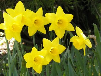 Daffodils like the stars they are

