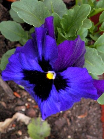 The extraordinary face and colors of a pansy!
