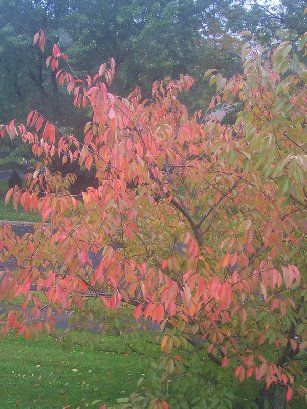 Our cherry tree in Fall
