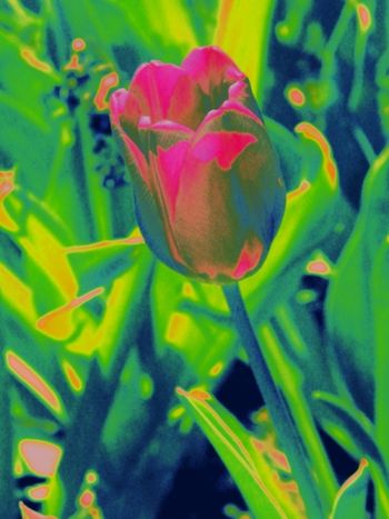 Art tulip 5
