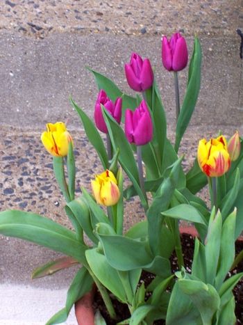 New tulips on front steps
