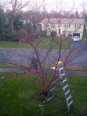Joe lights our tree in Nanuet, NY
