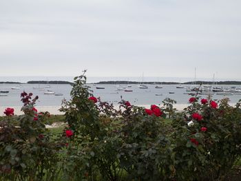 View of Hyannisport from the memorial

