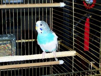 Rondo, our sweet parakeet

