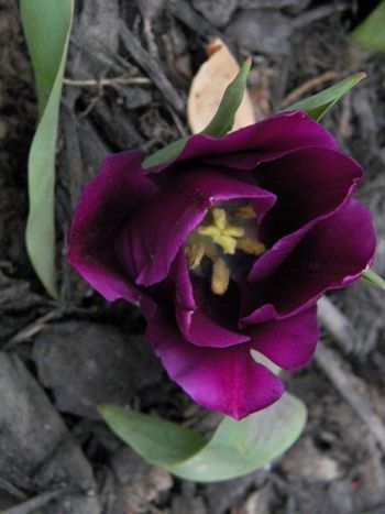Deep purple special tulip.

