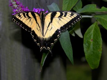 Unbelievable yellow monarch
