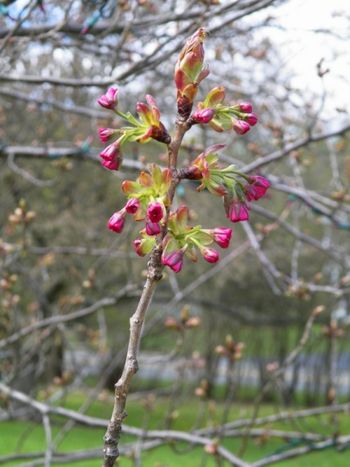 Cherry tree buds getting ready to blossom.
