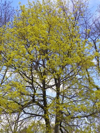 That springy chartreuse lights up a tree!
