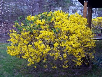 Here come the forsythia blooms
