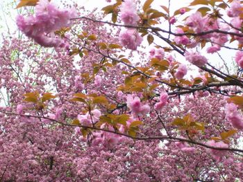 Cheery cherry blossoms: in the pink!
