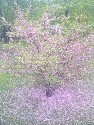Miniature cherry tree in our front yard - like pink snow!
