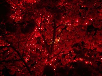 Cherry tree with lights (3)
