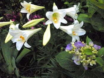 Last year's Easter lilies bloomed forth like trumpets!
