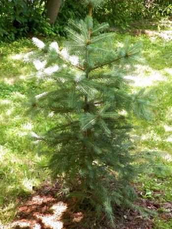 Our newest little fir tree: a blue spruce!
