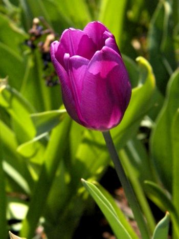 Perfect purple tulip
